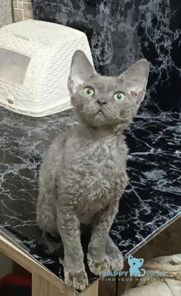 Captain Devon Rex male blue live animals