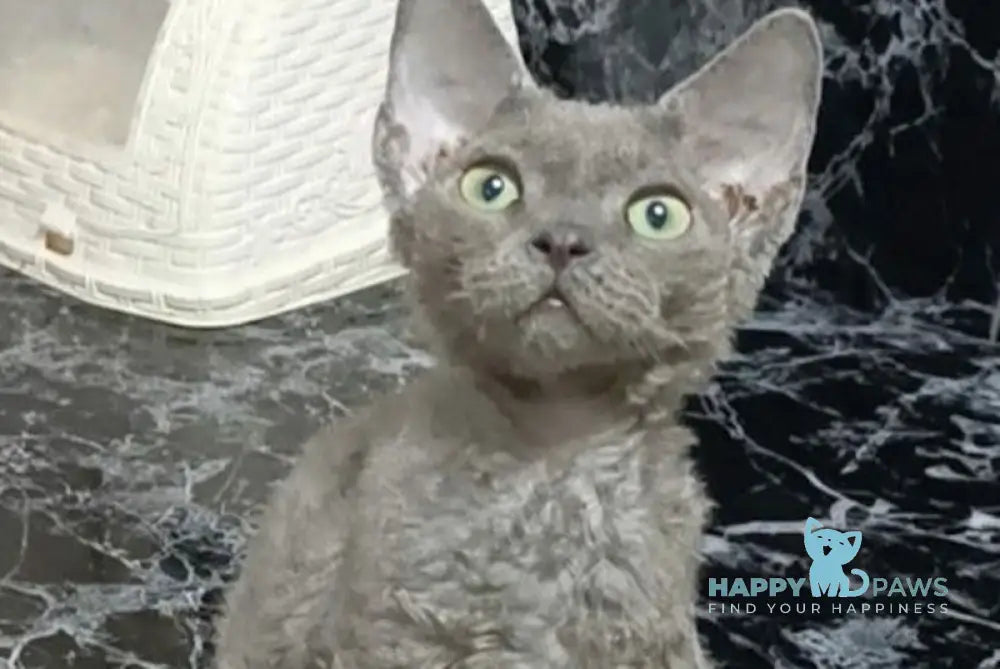 Captain Devon Rex male blue live animals