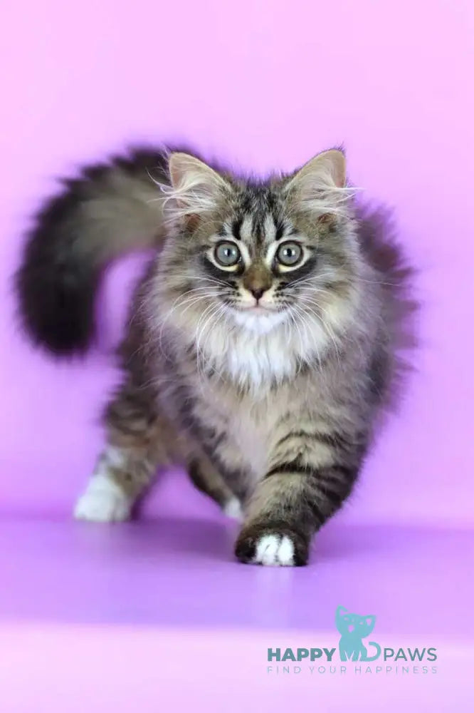 Caramel Siberian female black with white spotted tabby - live animals