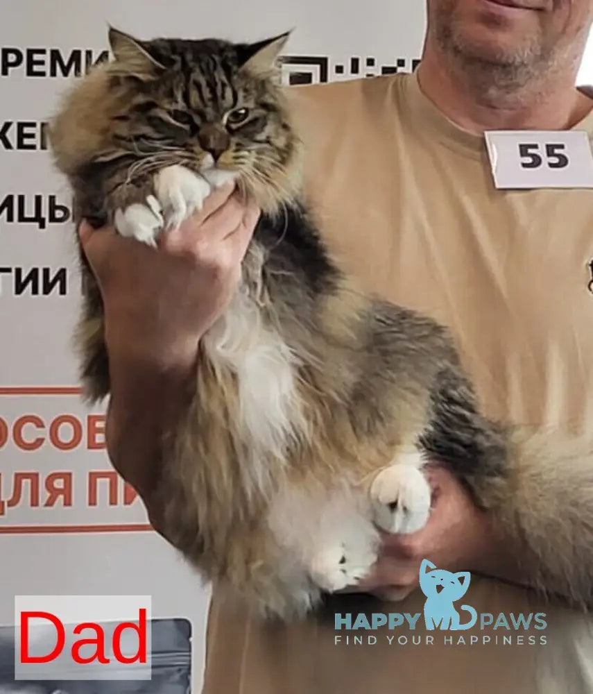 Caramel Siberian female black with white spotted tabby - live animals