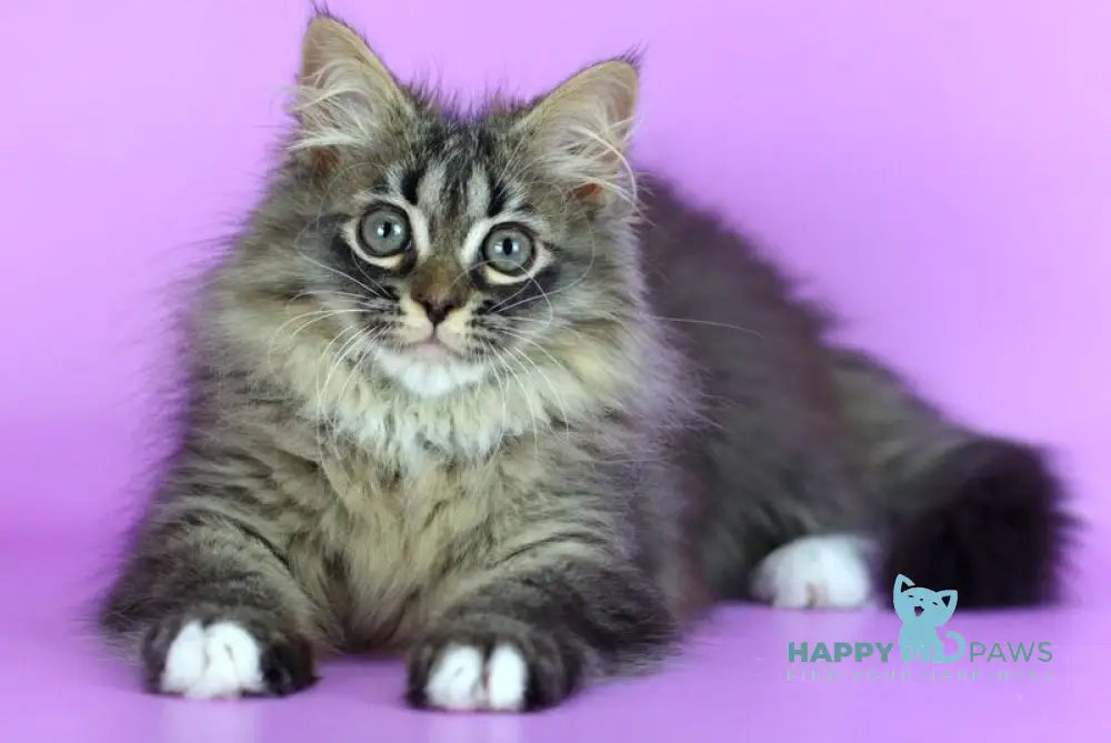 Caramel Siberian female black with white spotted tabby - live animals