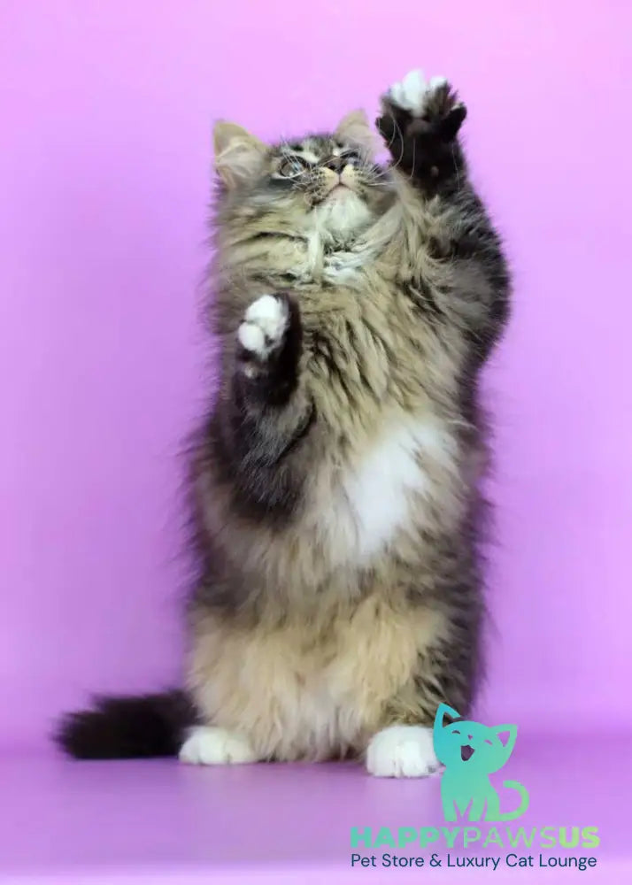 Caramel Siberian female black with white spotted tabby - live animals