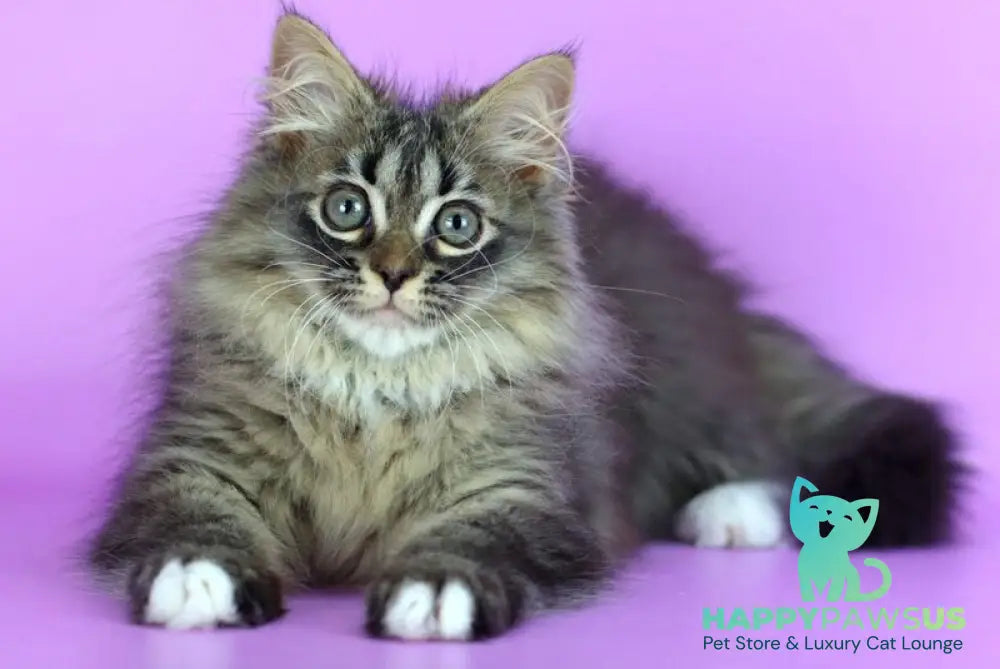 Caramel Siberian female black with white spotted tabby - live animals