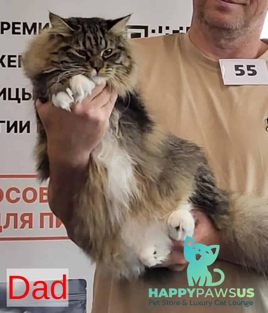 Caramel Siberian female black with white spotted tabby - live animals