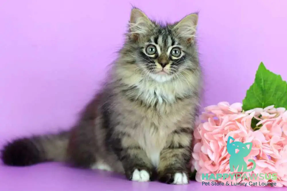 Caramel Siberian female black with white spotted tabby - live animals