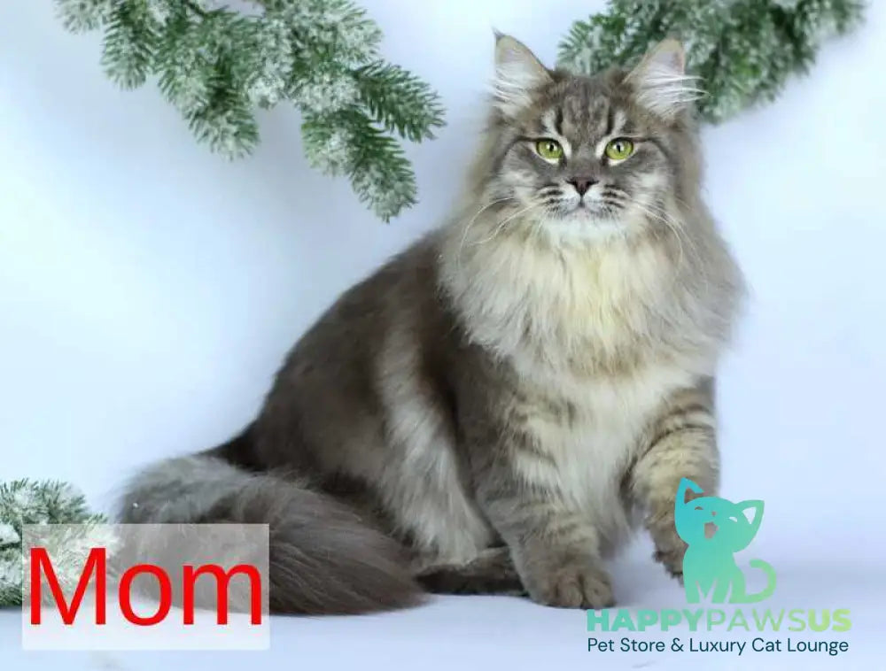 Caramel Siberian female black with white spotted tabby - live animals