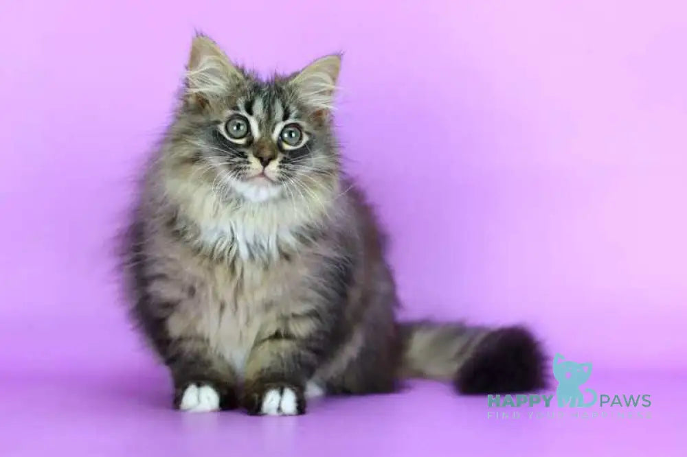 Caramel Siberian female black with white spotted tabby - live animals