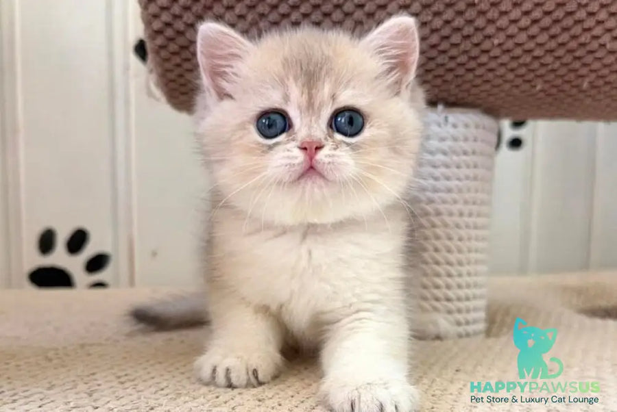 Caramelka British Shorthair female blue golden shaded - live animals