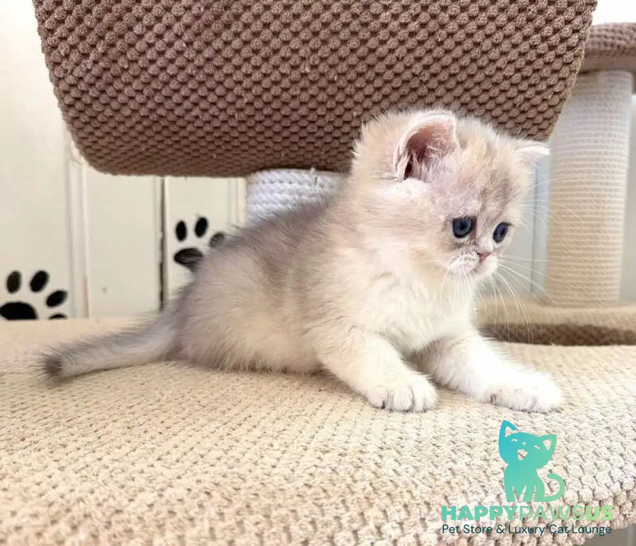 Caramelka British Shorthair female blue golden shaded - live animals