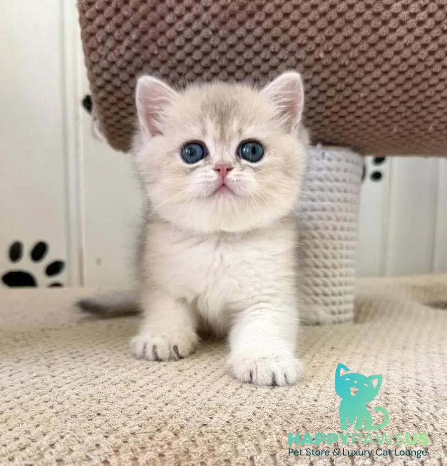 Caramelka British Shorthair female blue golden shaded - live animals