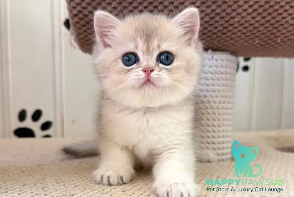 Caramelka British Shorthair female blue golden shaded - live animals