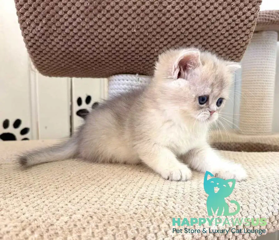 Caramelka British Shorthair female blue golden shaded - live animals