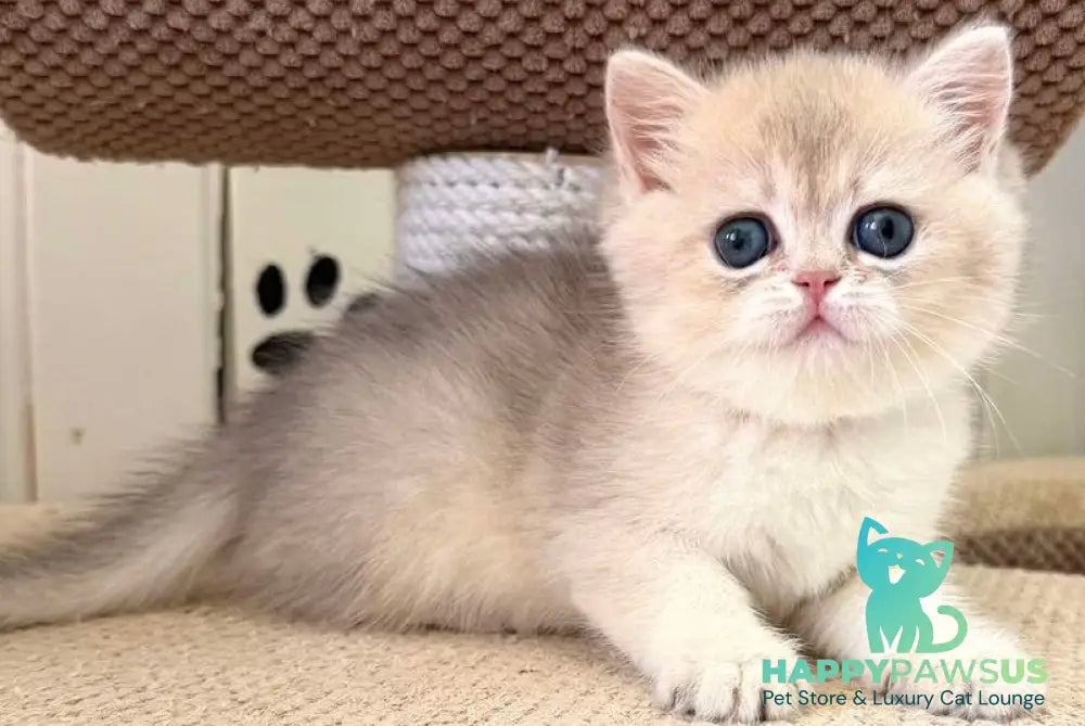 Caramelka British Shorthair female blue golden shaded - live animals