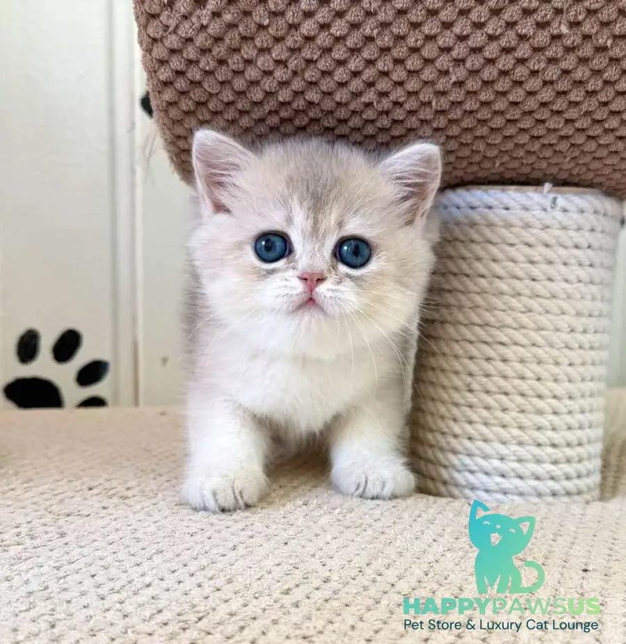 Caramelka British Shorthair female blue golden shaded - live animals