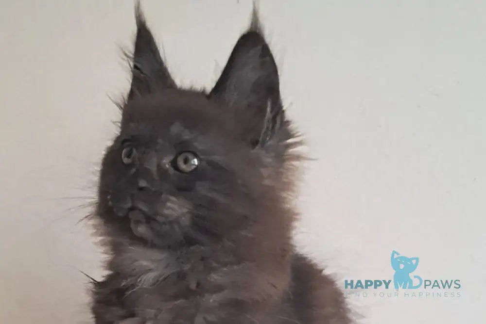 Carat Maine Coon male black silver live animals