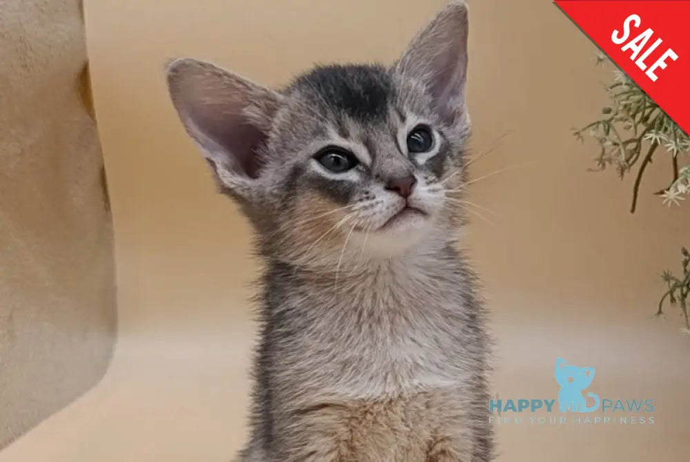 Carlos Abyssinian male blue live animals