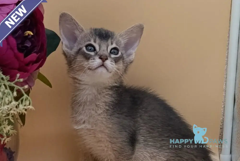 Carlos Abyssinian male blue live animals