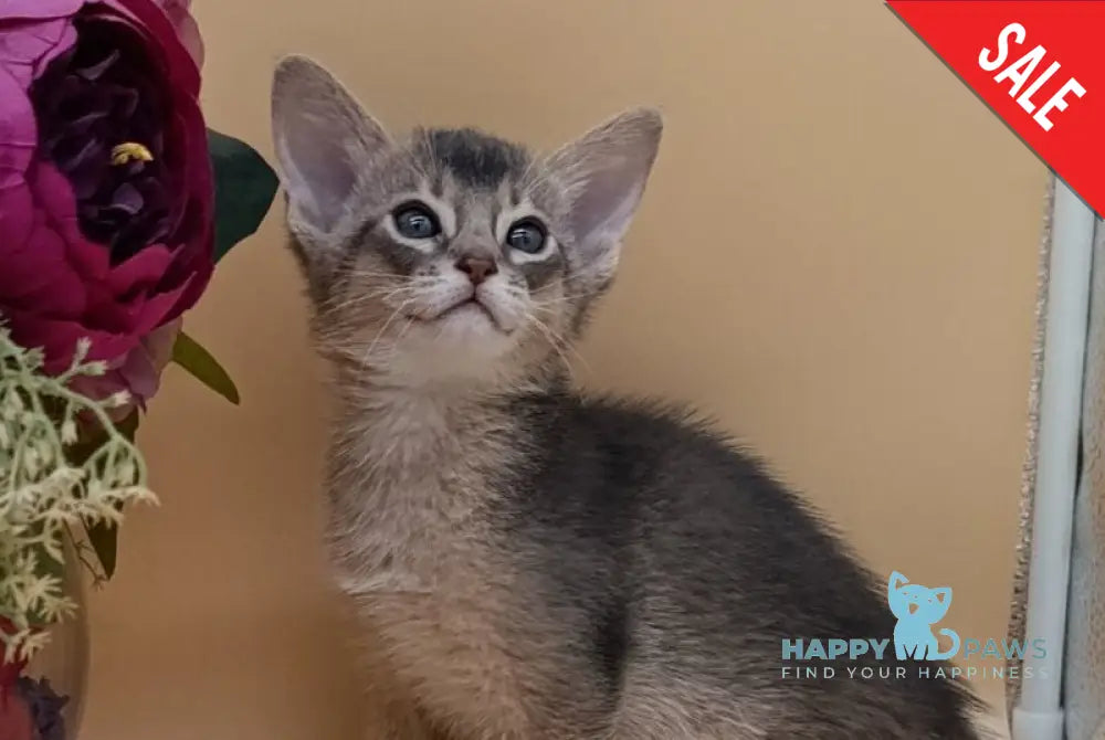 Carlos Abyssinian male blue live animals