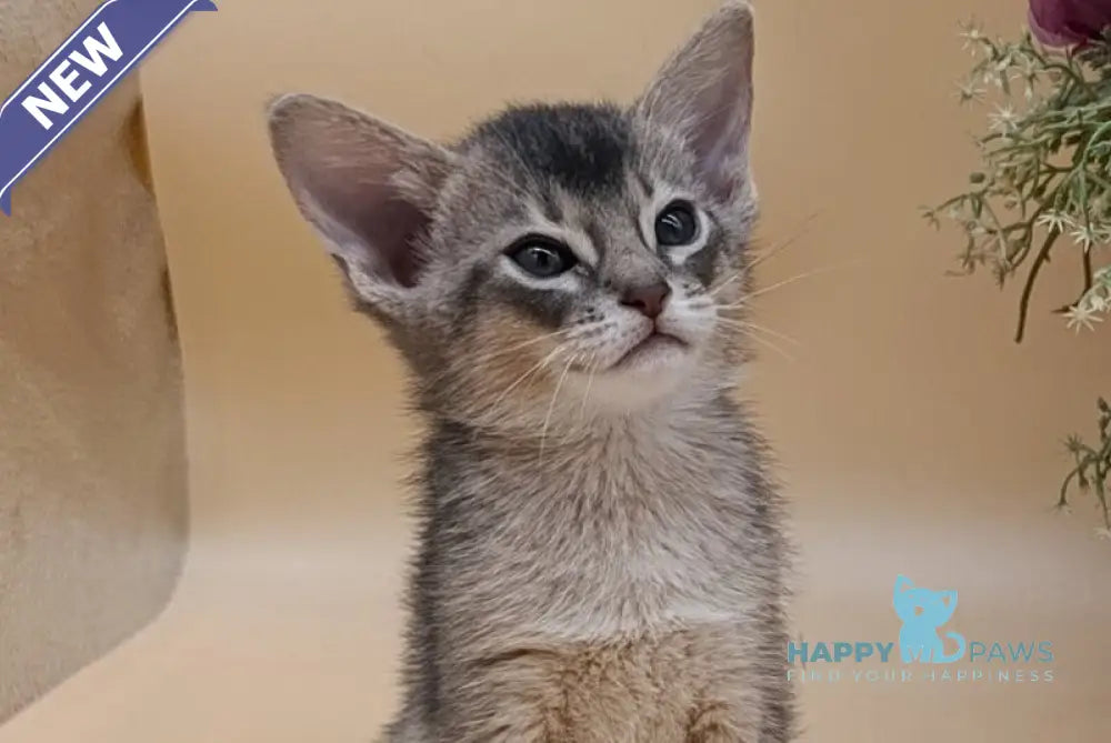 Carlos Abyssinian male blue live animals