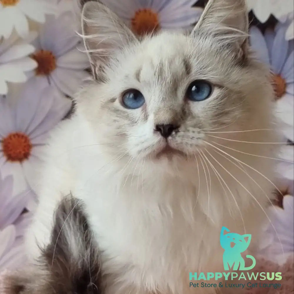 Carlos Siberian male black tabby pointed with white - live animals