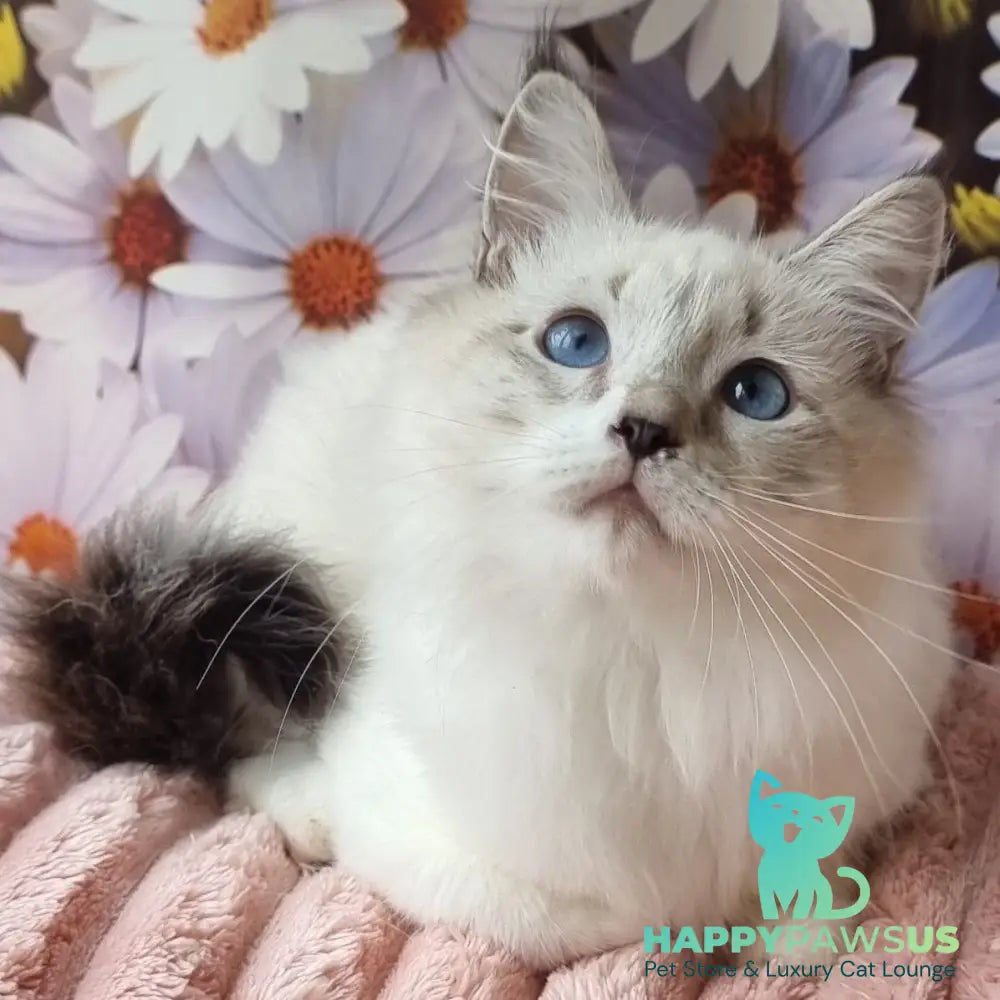 Carlos Siberian male black tabby pointed with white - live animals