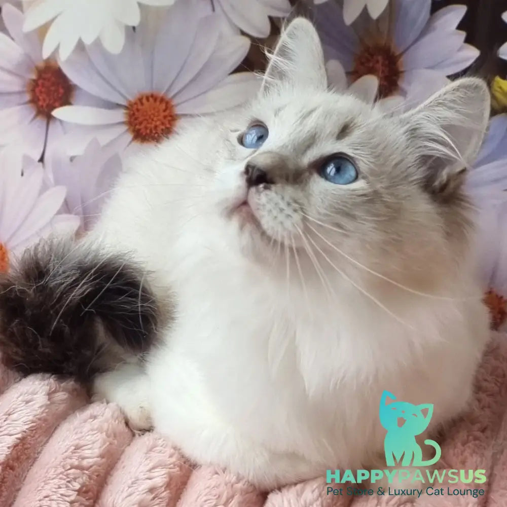 Carlos Siberian male black tabby pointed with white - live animals