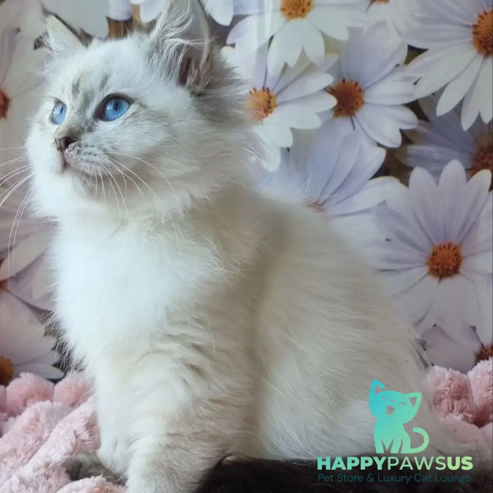 Carlotta Siberian female black tabby pointed with white - live animals