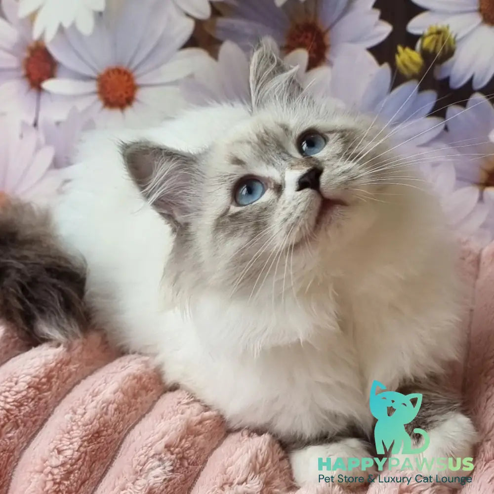 Carlynka Siberian female black tabby pointed with white - live animals
