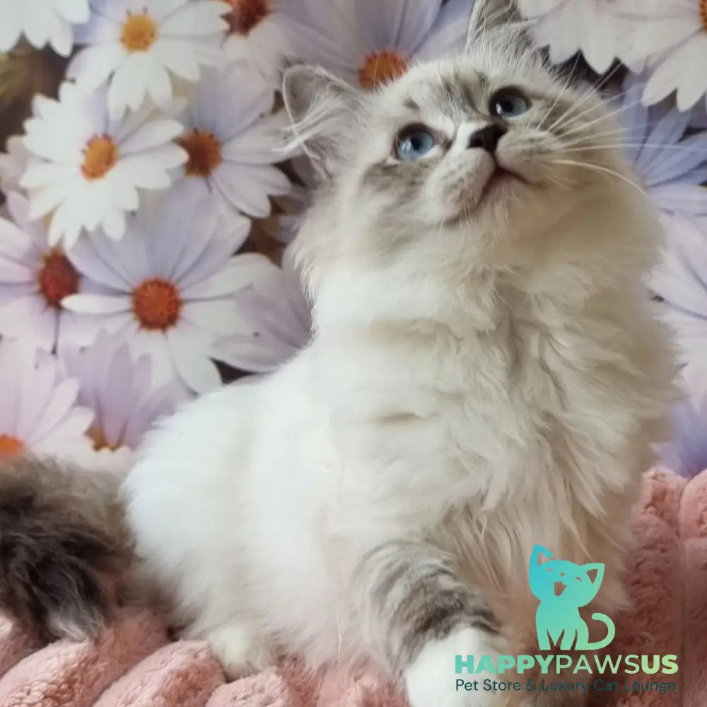 Carlynka Siberian female black tabby pointed with white - live animals