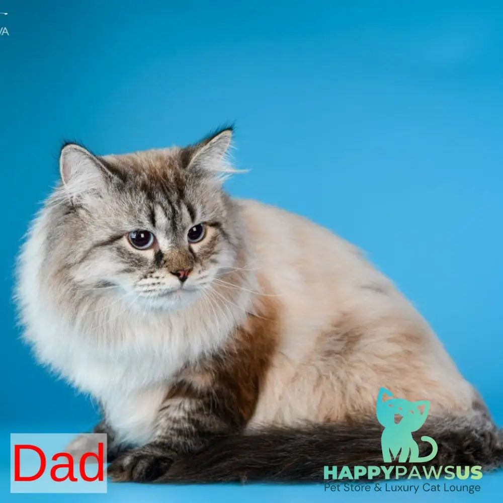 Carlynka Siberian female black tabby pointed with white - live animals