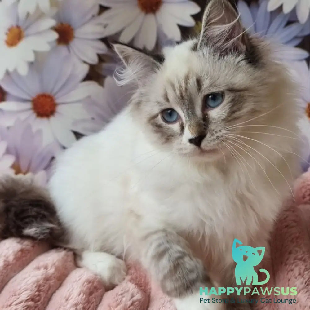 Carlynka Siberian female black tabby pointed with white - live animals
