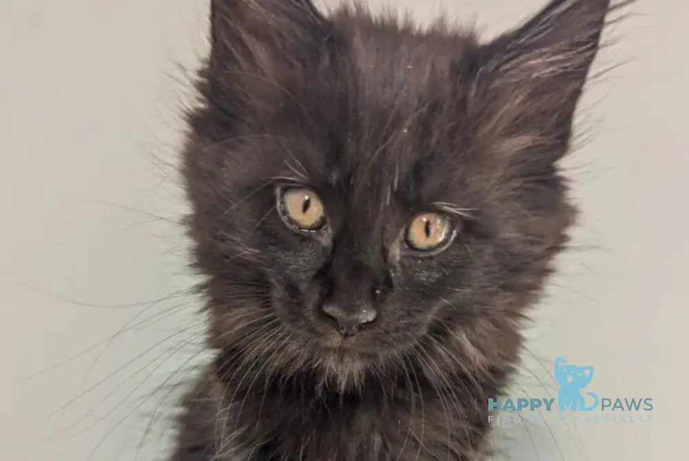 Carmen Maine Coon female black live animals