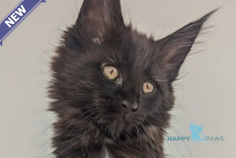 Carmen Maine Coon female black live animals