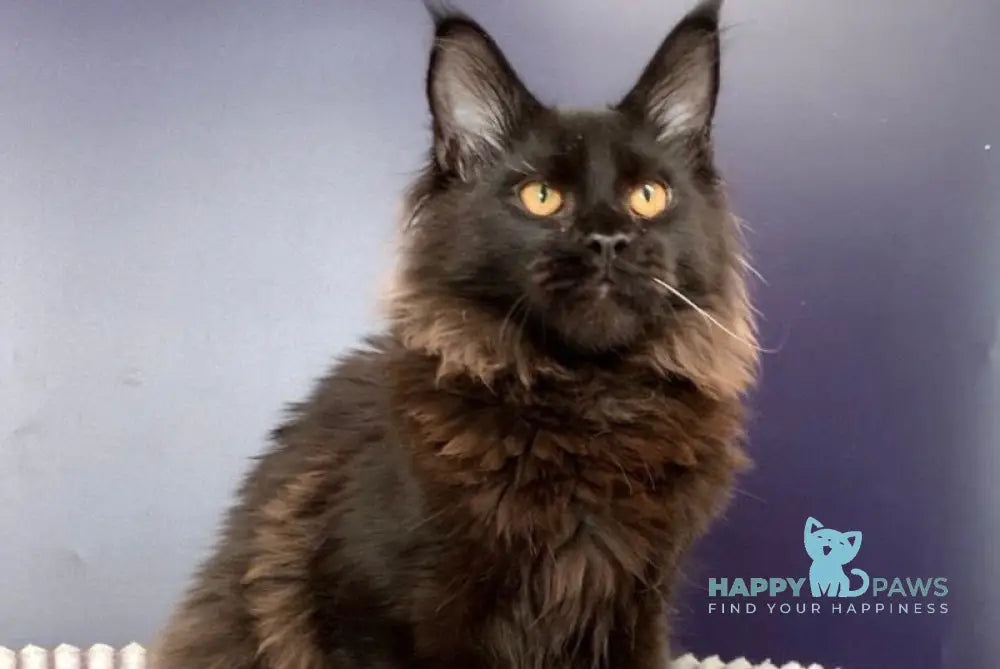 Carmen Maine Coon female black live animals
