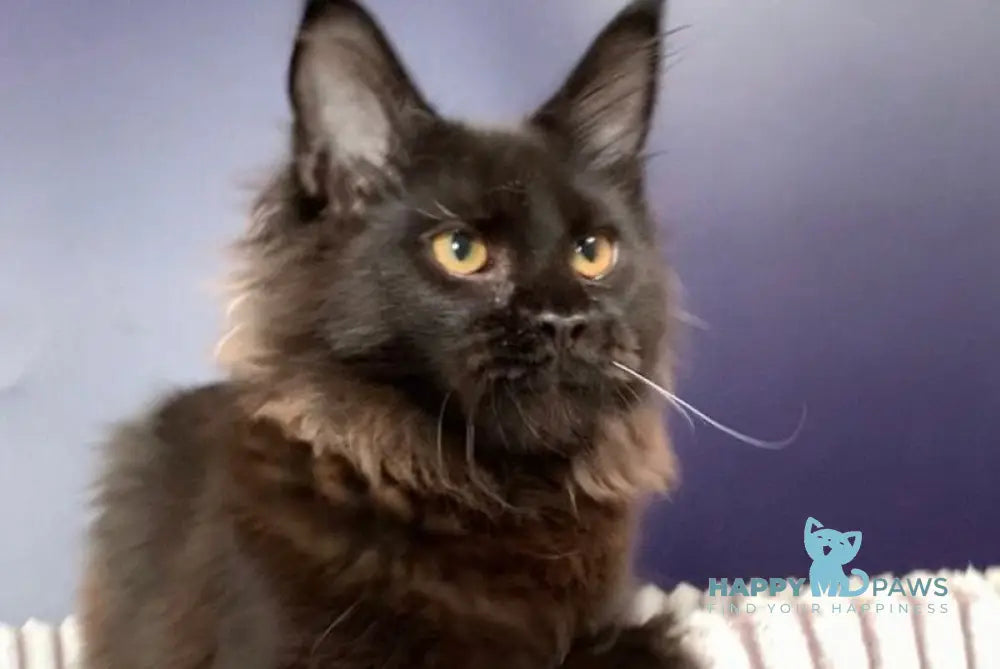 Carmen Maine Coon female black live animals