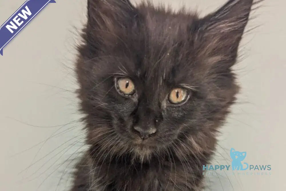 Carmen Maine Coon female black live animals