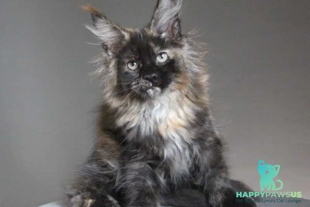 Carmen Maine Coon female black tortie - live animals