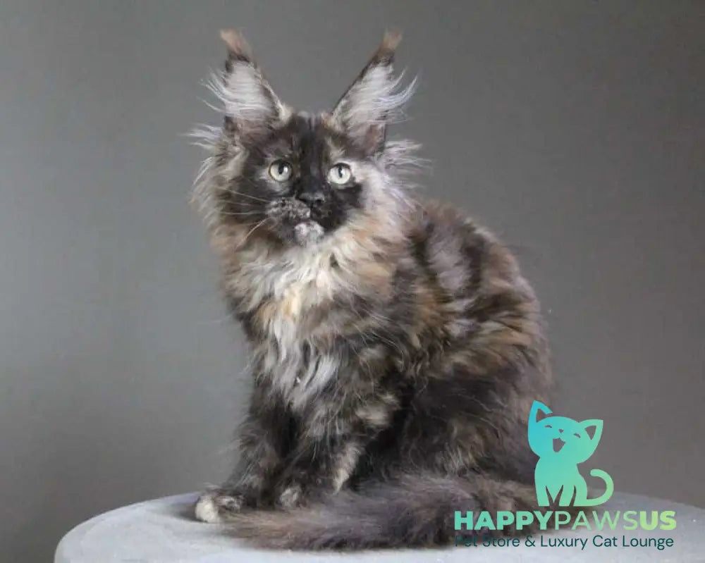 Carmen Maine Coon female black tortie - live animals