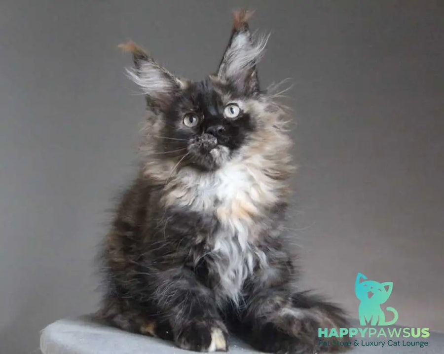 Carmen Maine Coon female black tortie - live animals
