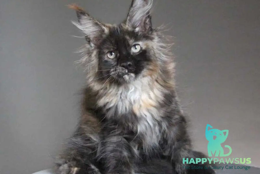 Carmen Maine Coon female black tortie - live animals