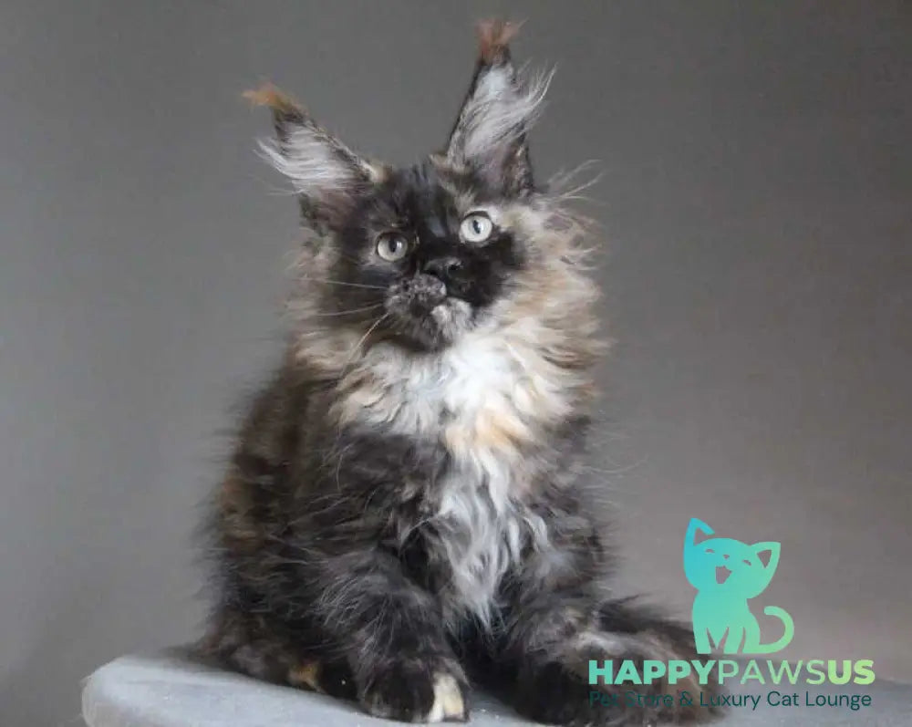 Carmen Maine Coon female black tortie - live animals
