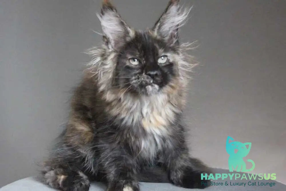 Carmen Maine Coon female black tortie - live animals