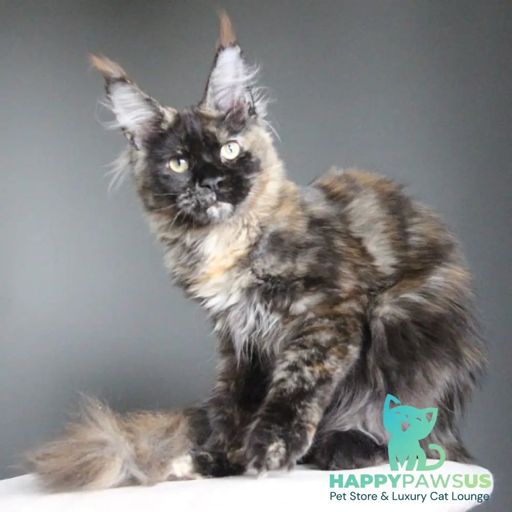 Carmen Maine Coon female black tortie - live animals