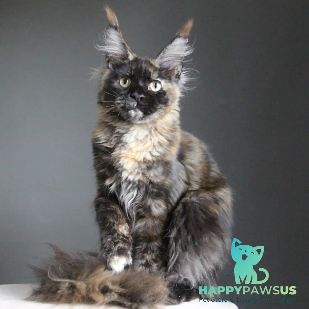 Carmen Maine Coon female black tortie - live animals