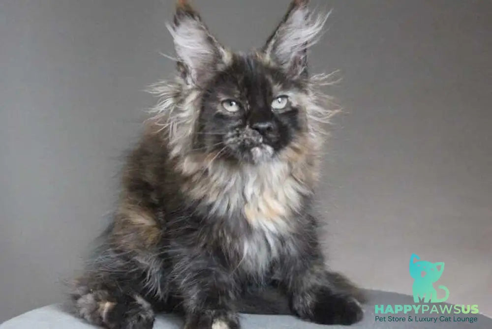 Carmen Maine Coon female black tortie - live animals