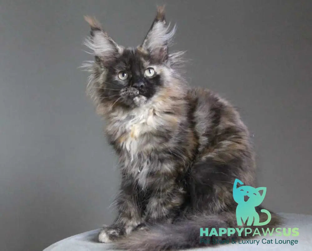 Carmen Maine Coon female black tortie - live animals
