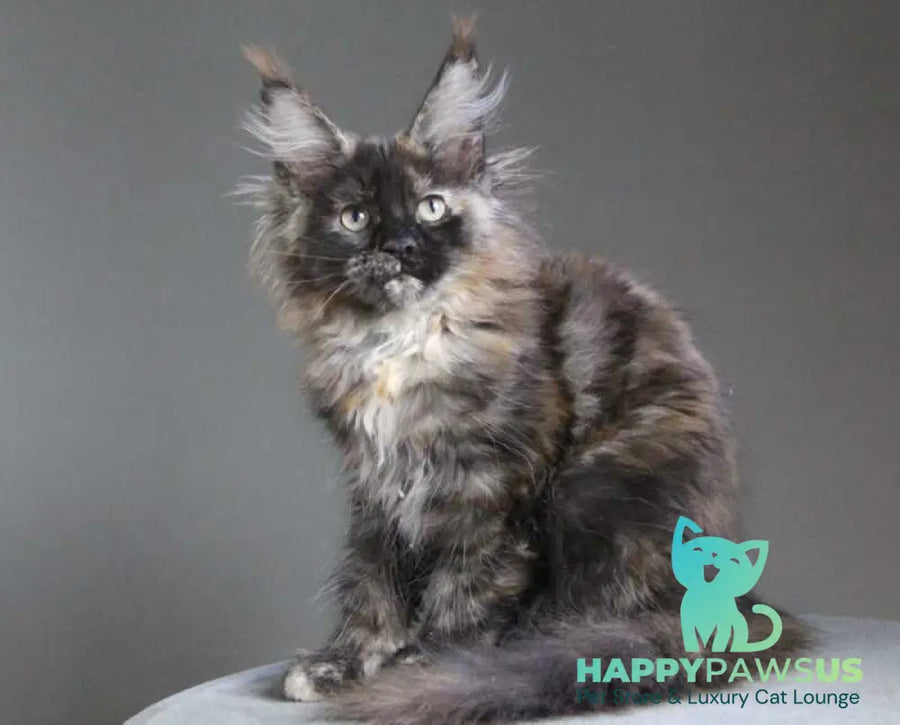 Carmen Maine Coon female black tortie - live animals