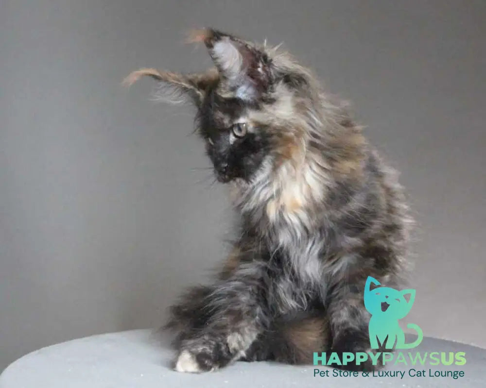 Carmen Maine Coon female black tortie - live animals