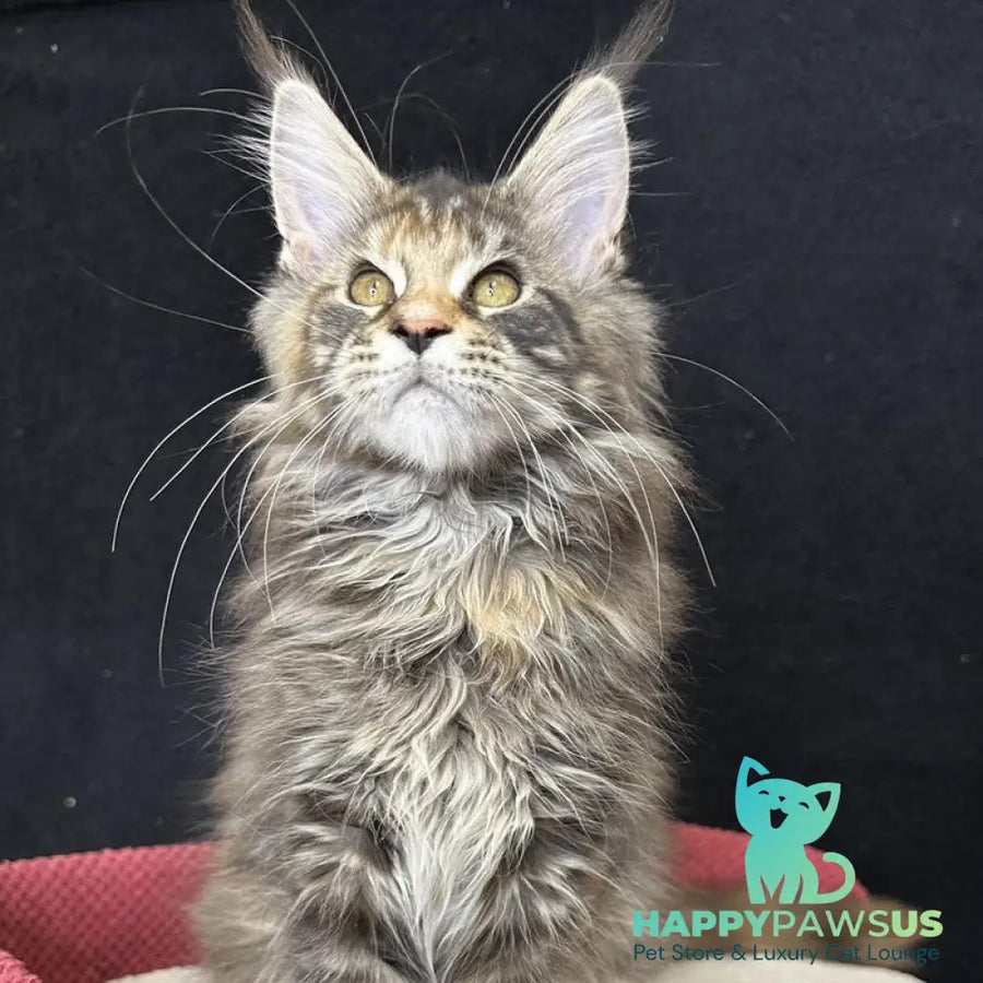 Carmen Maine Coon female black tortie tabby - live animals