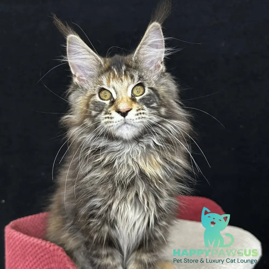 Carmen Maine Coon female black tortie tabby - live animals